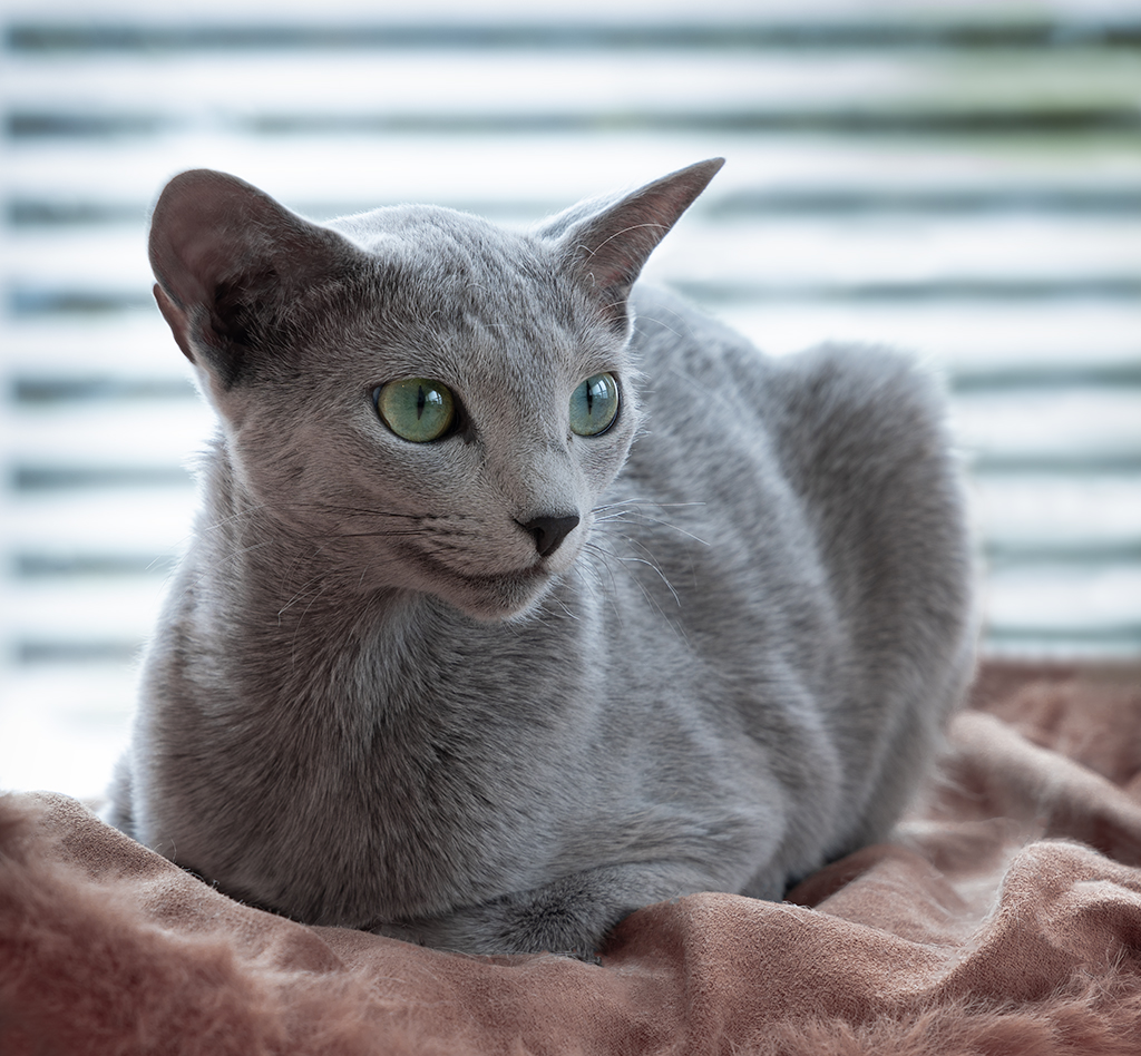 Nærbilde av Russian blue som ligger med bena under seg.