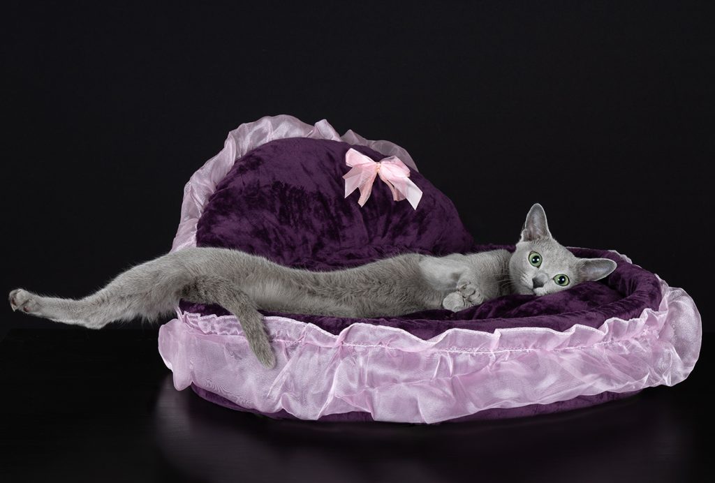 Bilde av Russian blue katt i katteseng. Kroppen er vridd slik at det kan se ut som om den mangler en fot og ellers ser deformert ut.