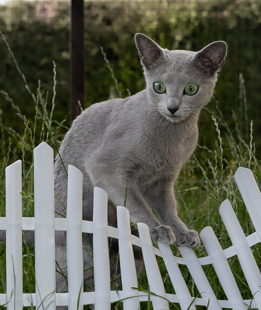 Bilde av Russisk blå katt som river ned et gjerde.