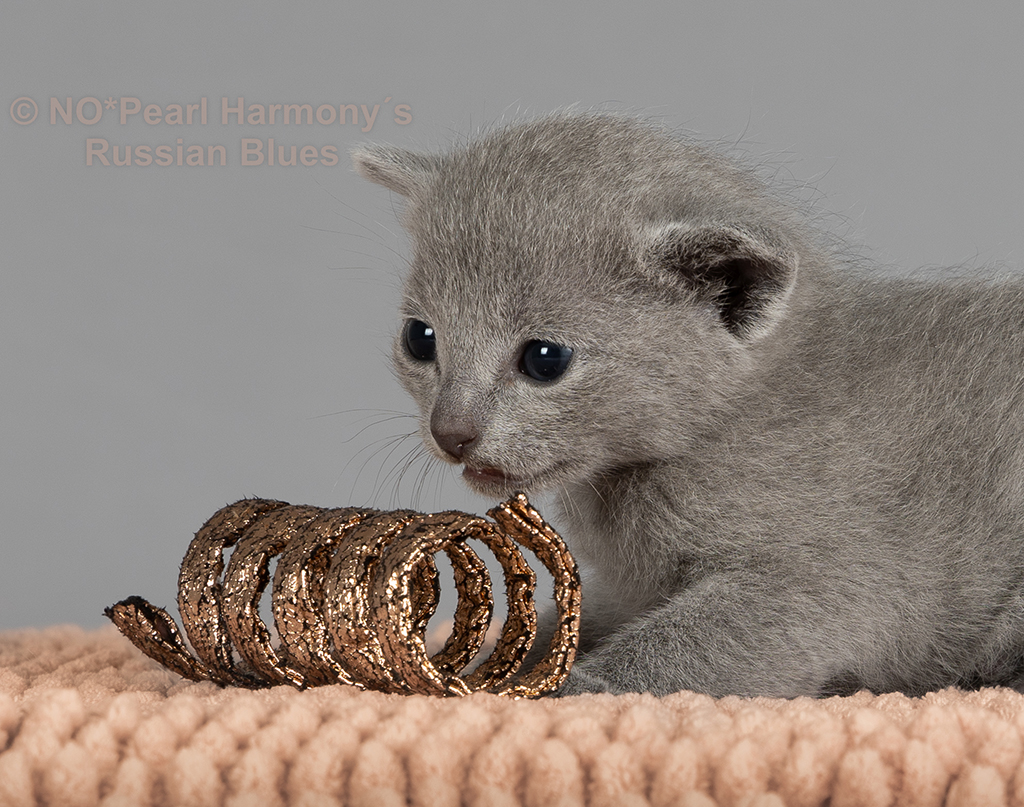 Bilde av Russian blue hannkattunge 3 uker gammel. Ligger ved siden av orange leke-spiral. Oppdrett: NO*Pearl Harmony´s