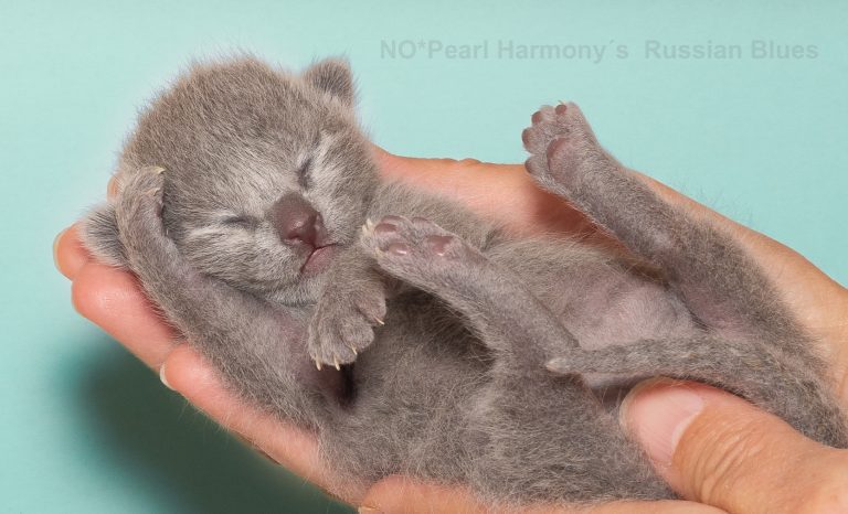 Bilde av 7 dager gammel Russian blue katt som er til salgs. Kattungen ligger på rygg to hender.
