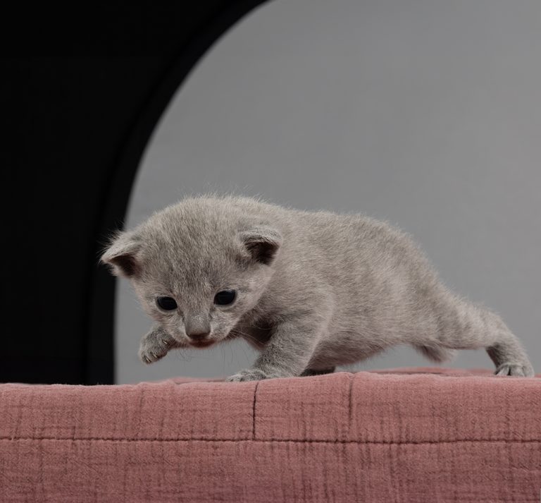 Bilde av 19 dager gammel Russian Blue kattunge