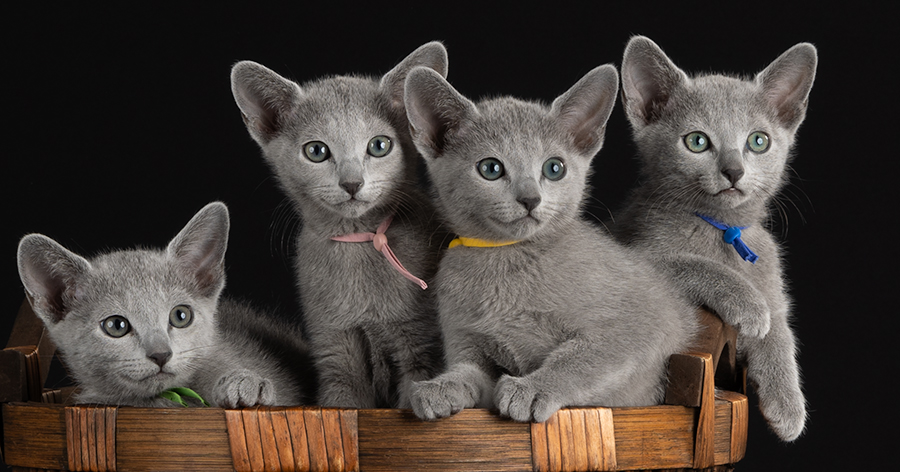 4 Russisk blå kattunger i en stor kurv. AV NO*Pearl Harmonys oppdrett.