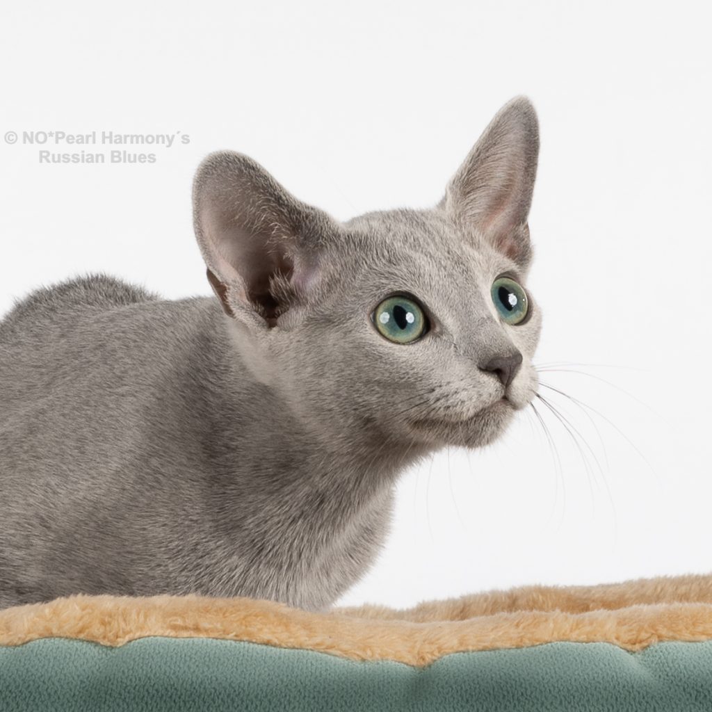 4 måneder gammel Russian Blue kattunge, NO*Pearl Harmony´s Deja Vu, ligger på et pledd som matcher de grønne øynene