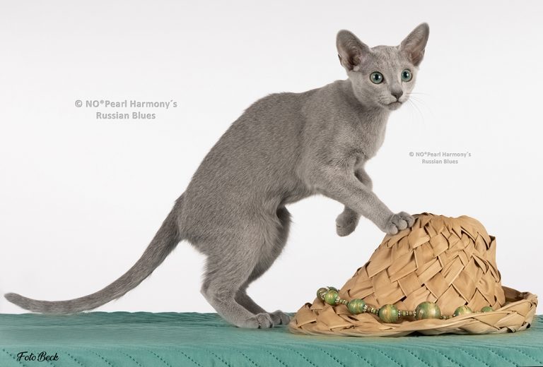 Russian Blue-kattunge NO*Pearl Harmony´s Deja Vu, klatrer på hatt med grønt kjede av perler.