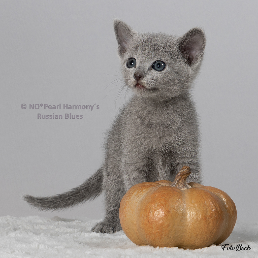 5,5 uker gammel Russisk blå kattunge ved navn Pearl-Harmonys-Dog-Chaser. Kattungen står bak et gresskar.
