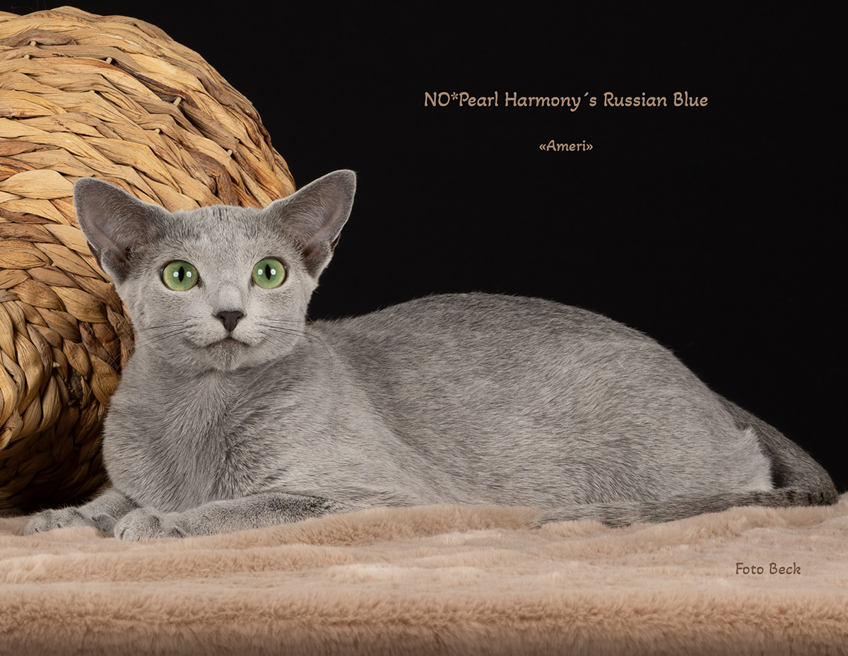 Russisk Blå hunnkatt ligger på et brunt pledd. Fotografert i hjemme-studio for Pearl Harmony´s oppdrett.