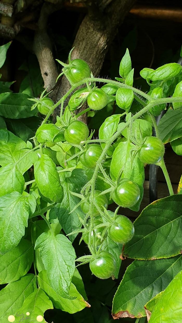 Tomaten gedeihen noch im Herbst
