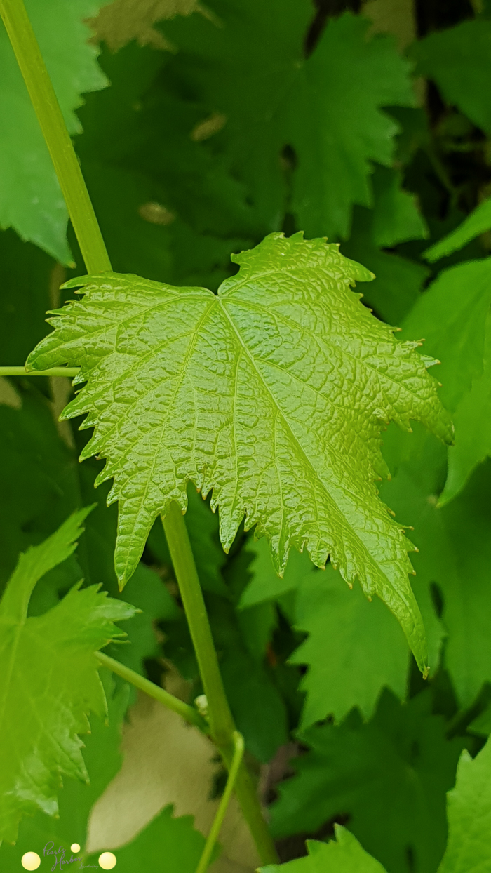 Pflanzen für den kleinen Garten. Frisches Blatt an einer Weinrebe