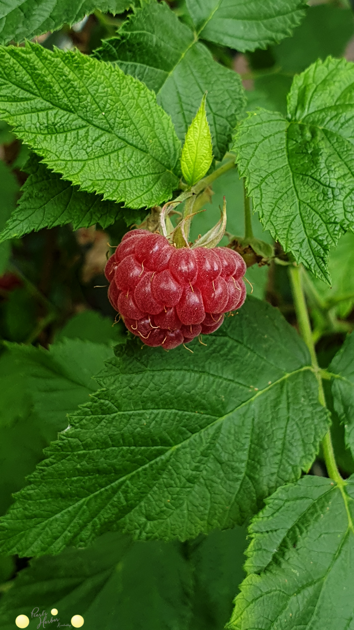 Himbeeren im Topf