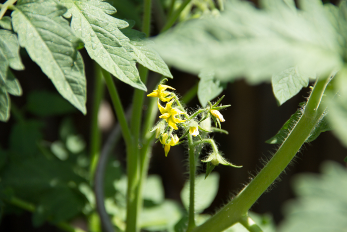 Tomatenblüte