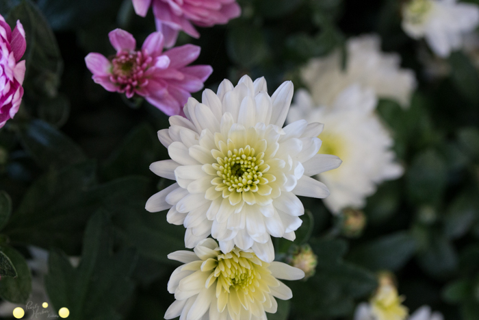 Garten im Oktober Herbst