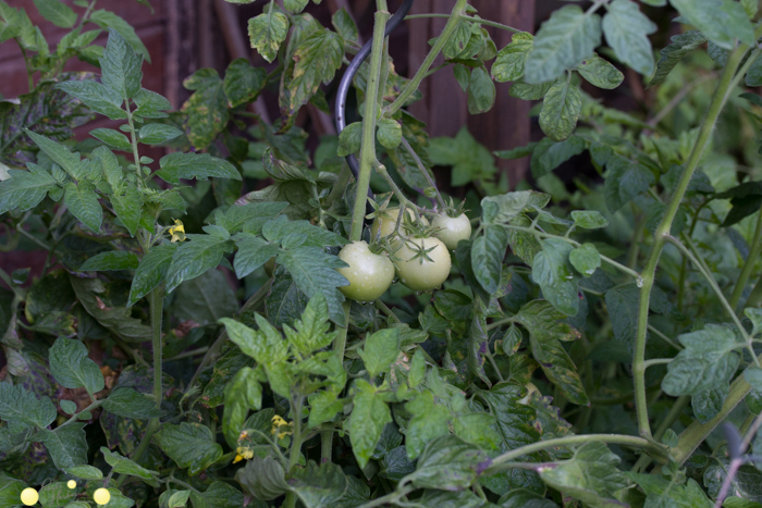 Tomaten im Herbst