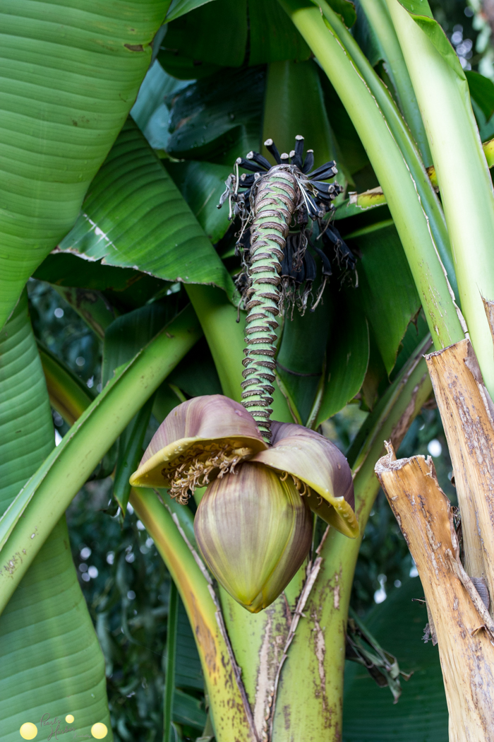 Bananenblüte