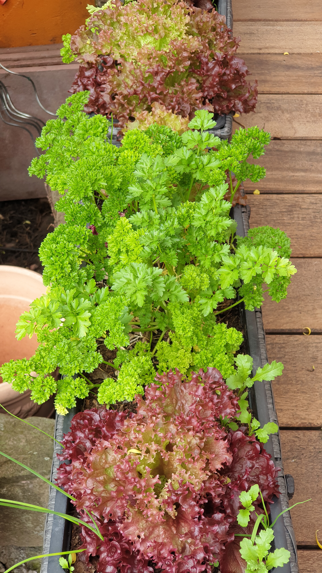 Salat im Blumenkasten