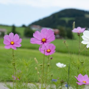 Blumen in Oberstaufen