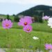 Blumen in Oberstaufen