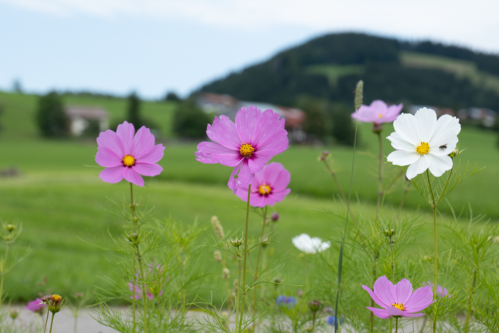 Blumen in Oberstaufen