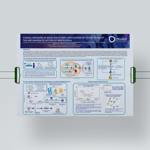 AACR24_Brefeldin_TF