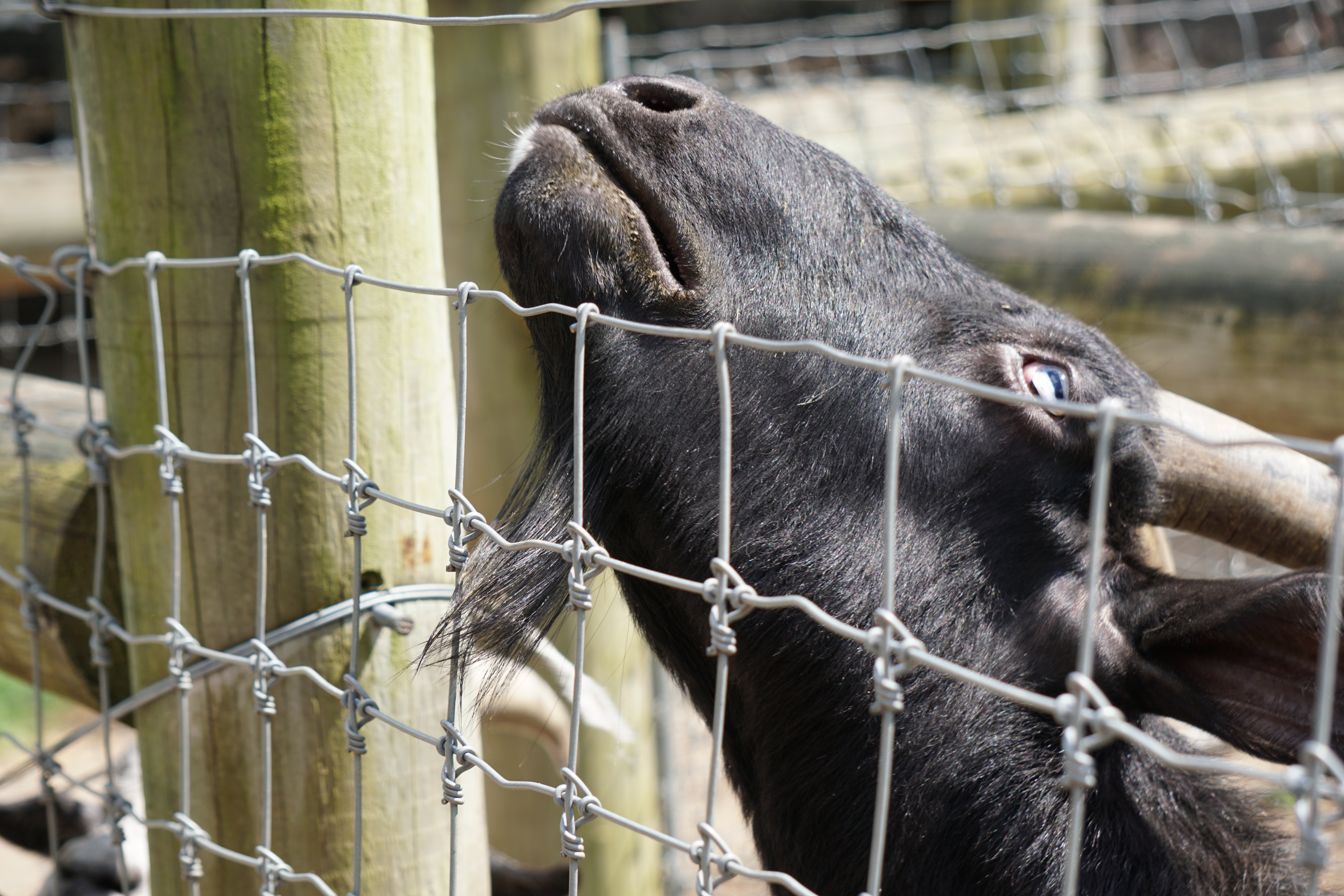 [FRAMES] Goat Eating Lettuce 01 Penelope Peru Photography