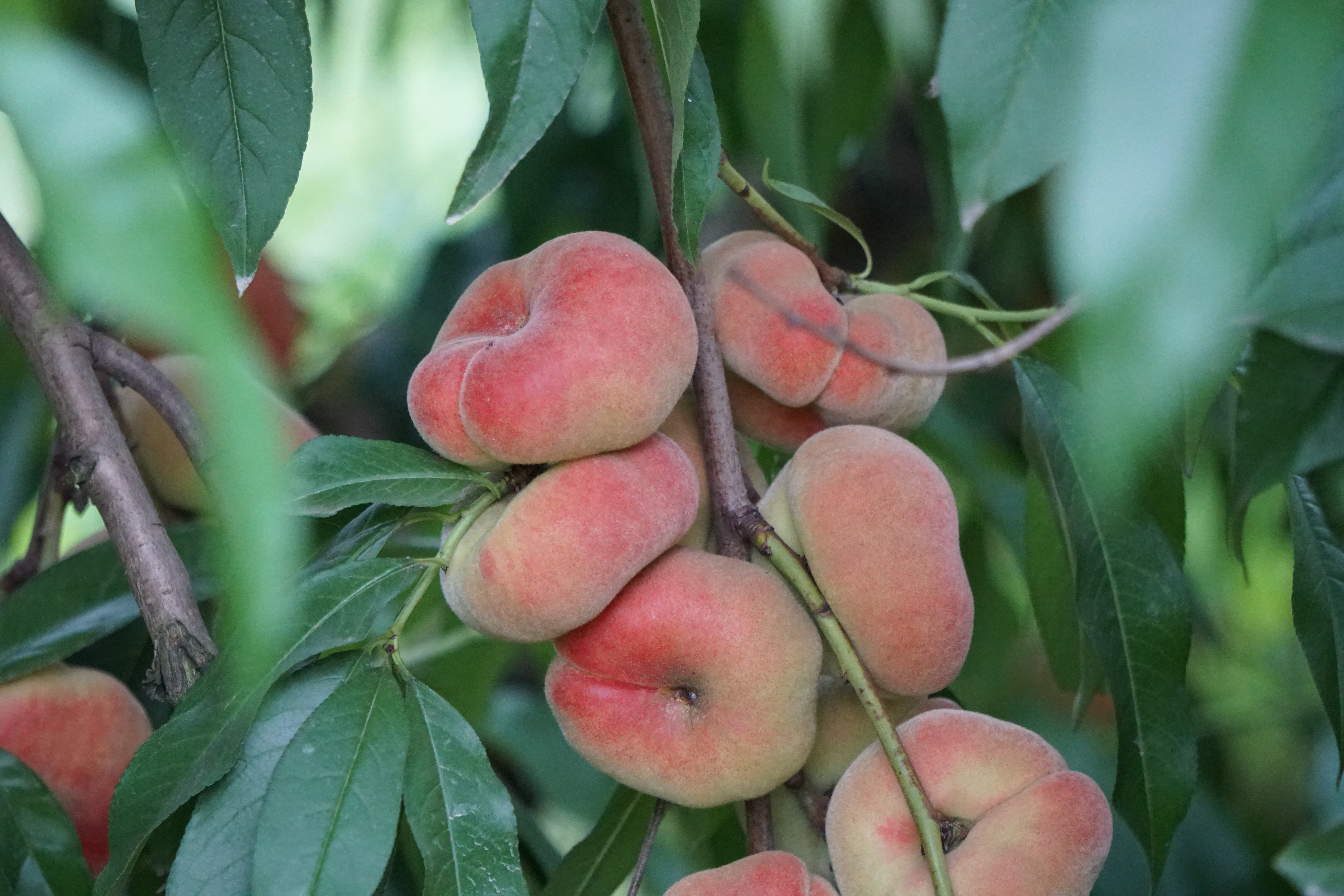 Урожайность персика