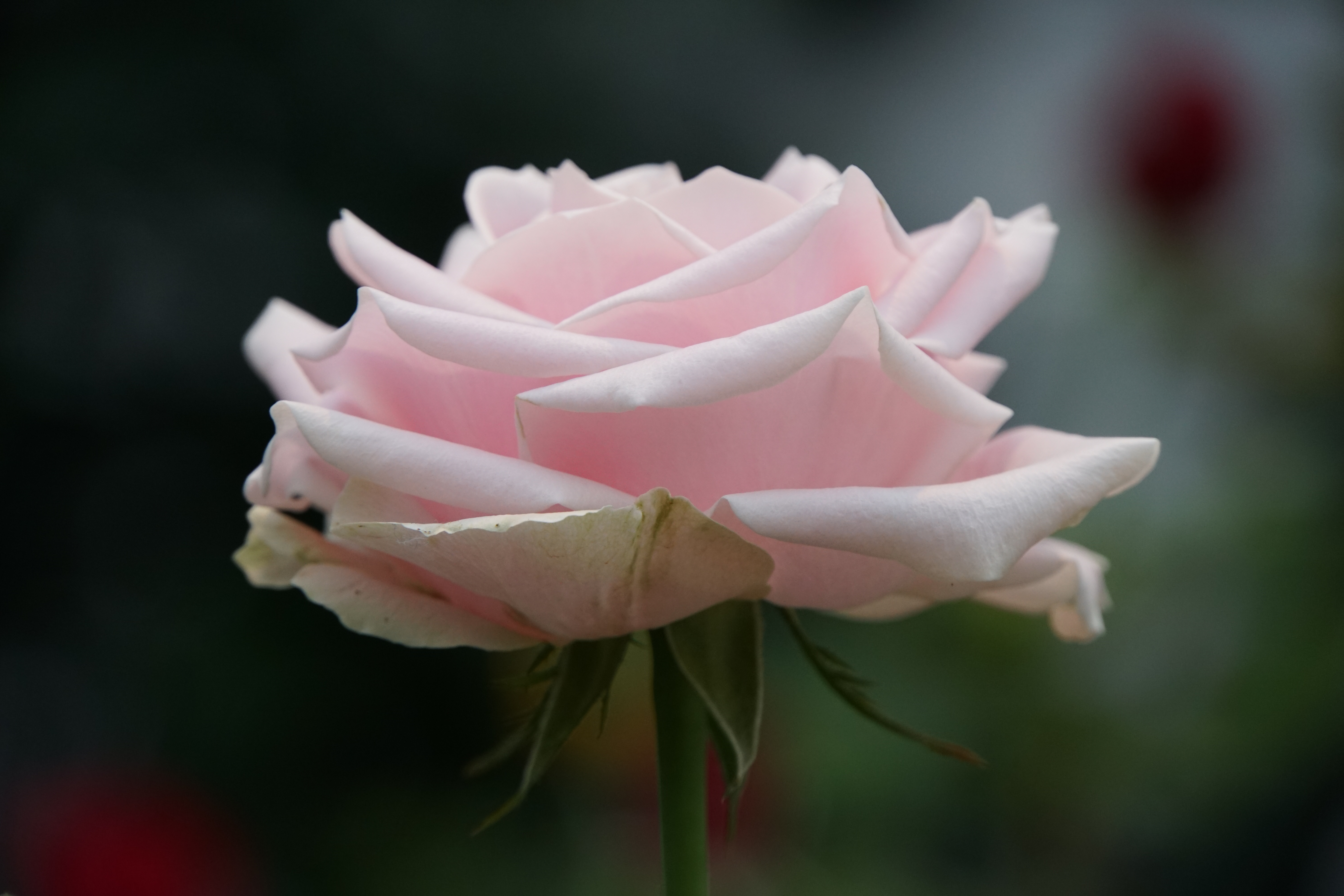 Baby Pink Roses 02 | Penelope Peru Photography