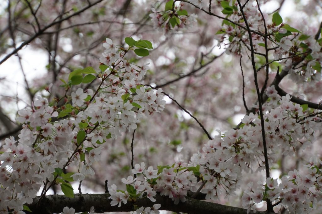 Cherry Blossoms | Penelope Peru Photography