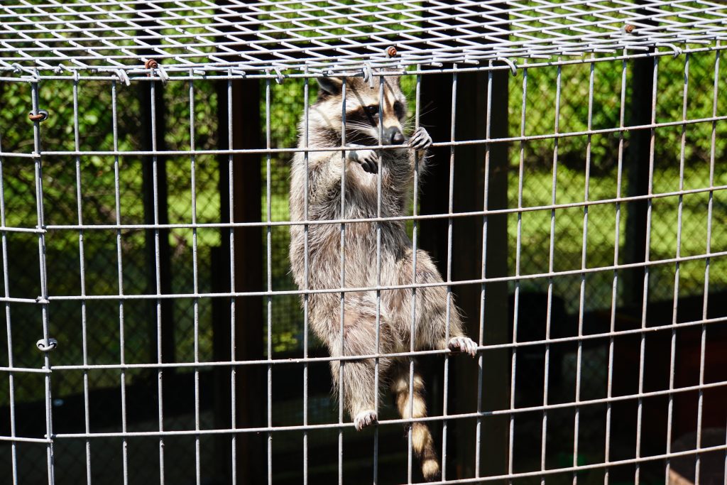 Raccoons at the Pocono Snake and Animal Farm | Penelope Peru Photography