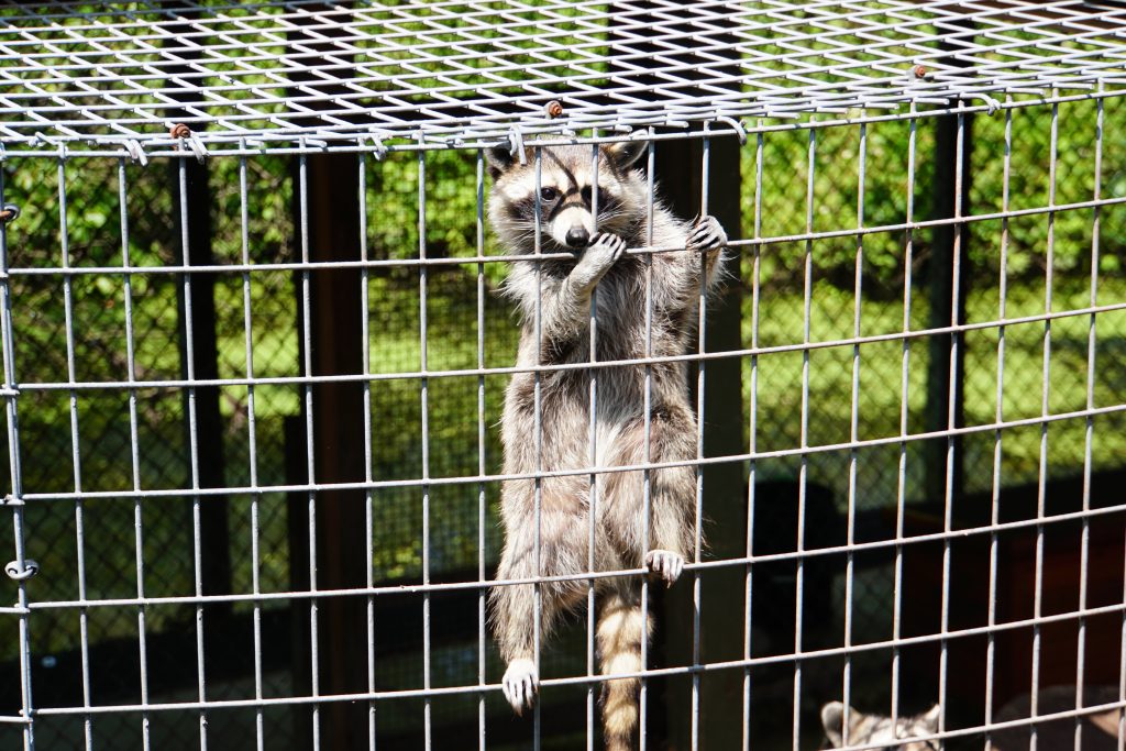 Raccoons at the Pocono Snake and Animal Farm | Penelope Peru Photography
