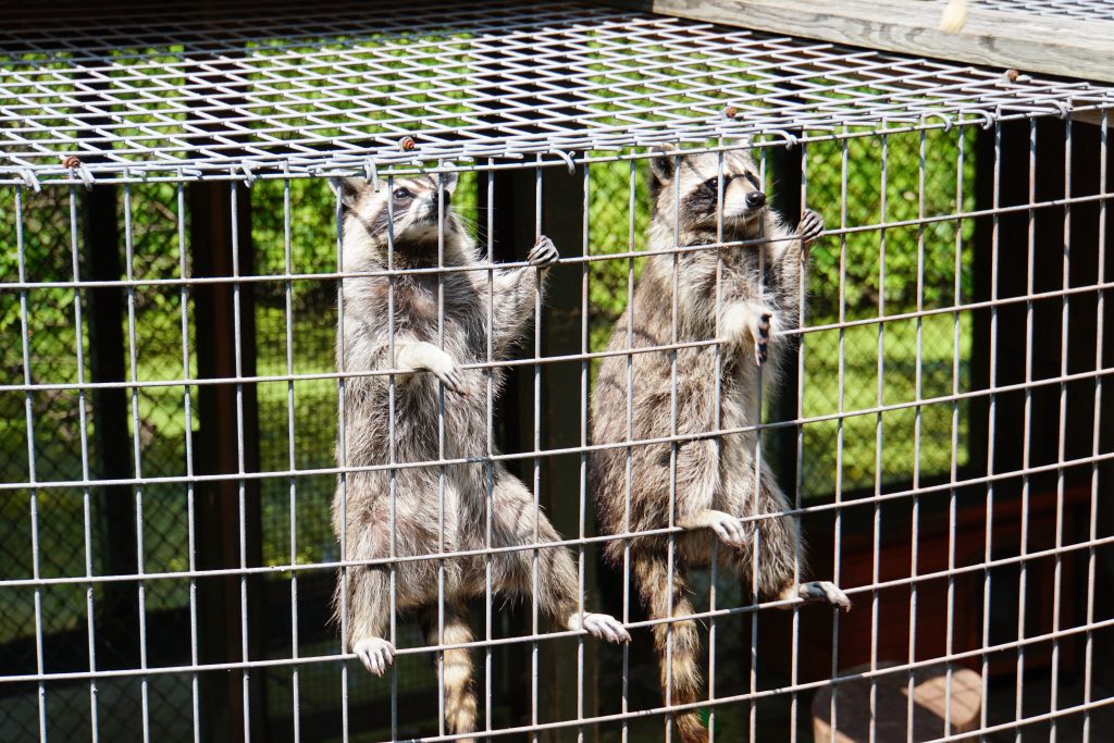 Raccoons at the Pocono Snake and Animal Farm | Penelope Peru Photography
