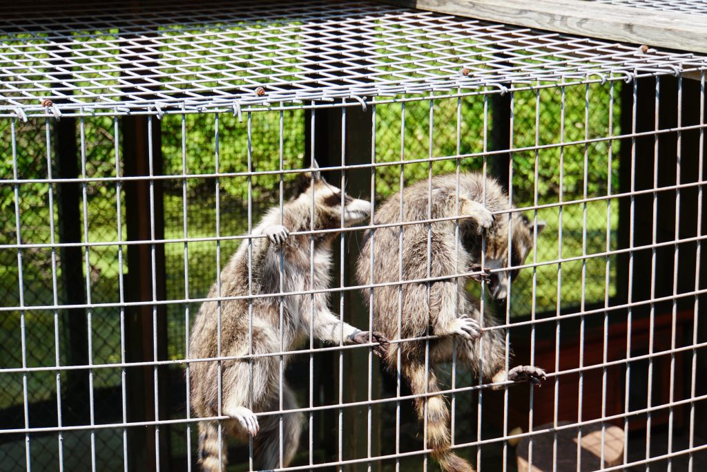 Raccoons at the Pocono Snake and Animal Farm | Penelope Peru Photography