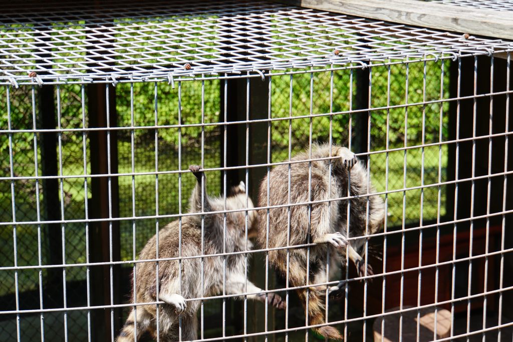 Raccoons at the Pocono Snake and Animal Farm | Penelope Peru Photography
