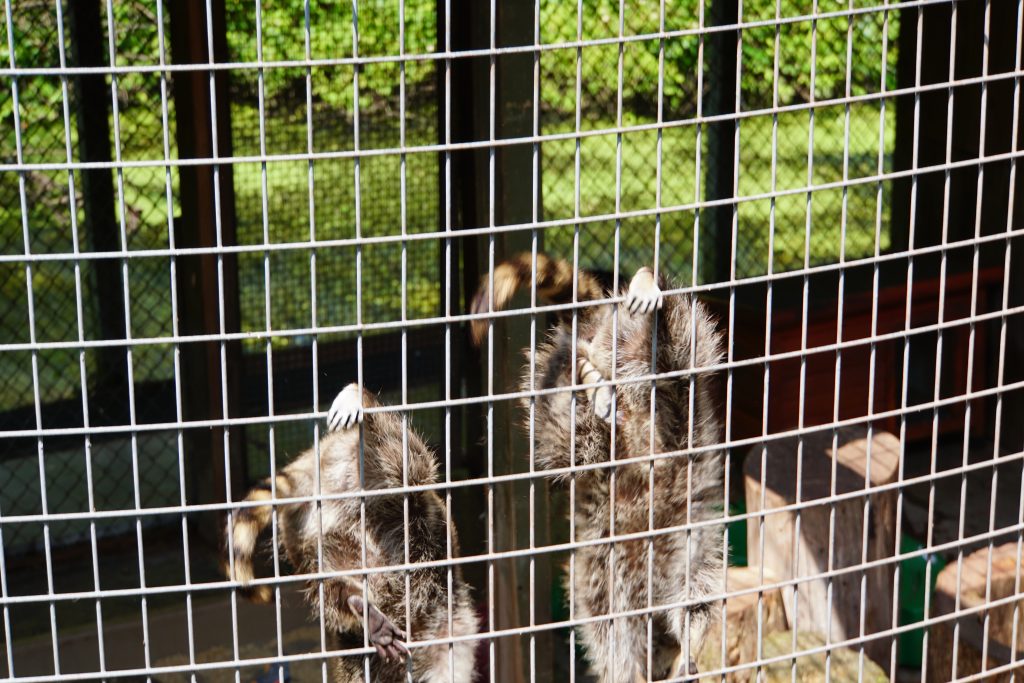 Raccoons at the Pocono Snake and Animal Farm | Penelope Peru Photography