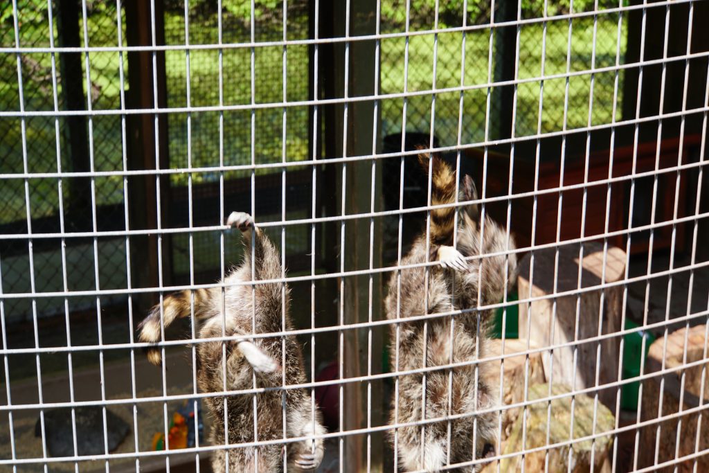 Raccoons at the Pocono Snake and Animal Farm | Penelope Peru Photography