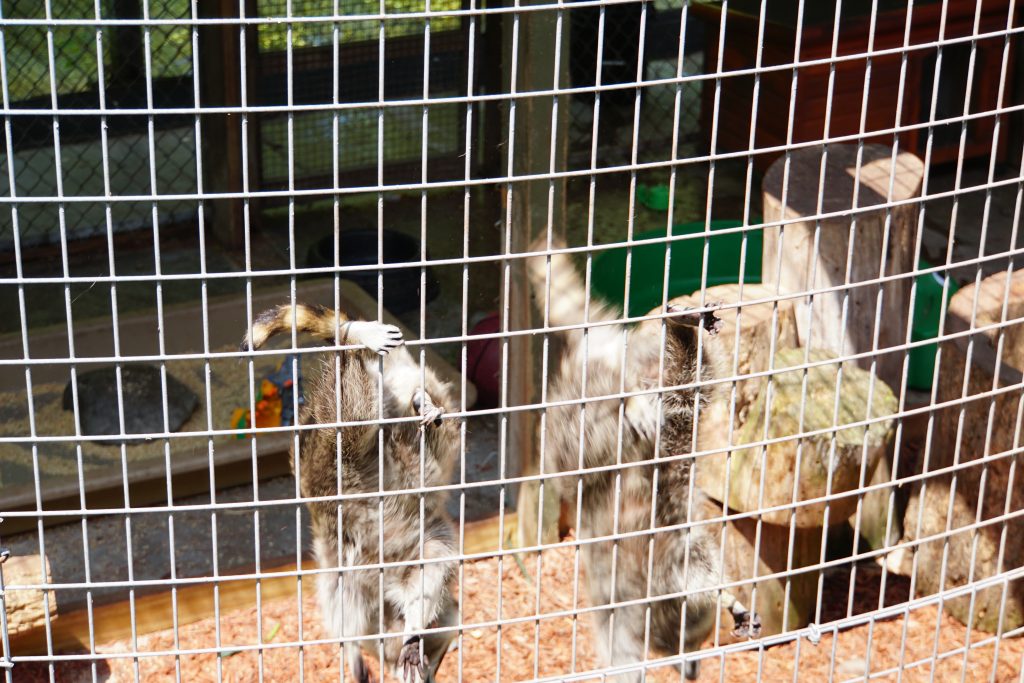 Raccoons at the Pocono Snake and Animal Farm | Penelope Peru Photography
