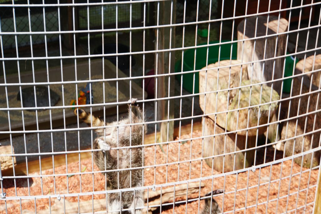 Raccoons at the Pocono Snake and Animal Farm | Penelope Peru Photography