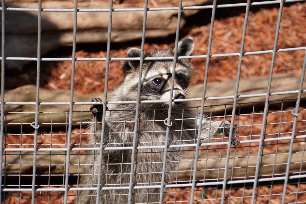 Raccoons at the Pocono Snake and Animal Farm | Penelope Peru Photography