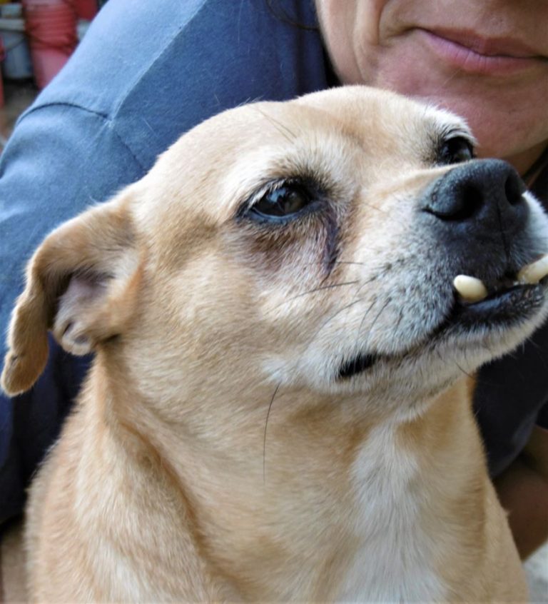 Hunde aus Rumänien • Pentru Animale Tierhilfe in Rumänien e.V.