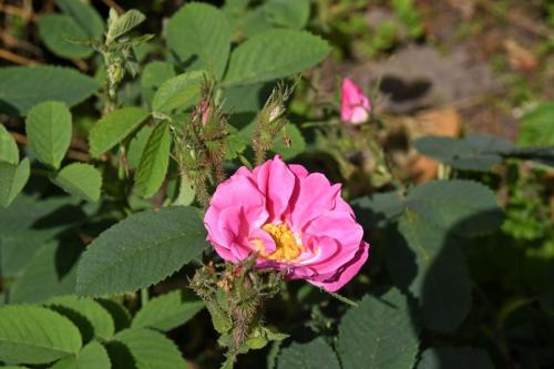 Rosa Villosa