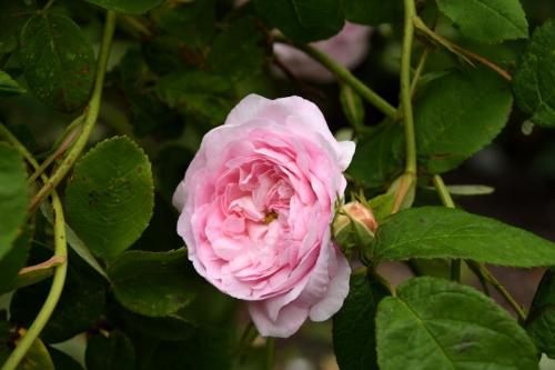 Duchesse-de-Montebello