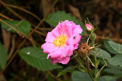 Rosa Villosa