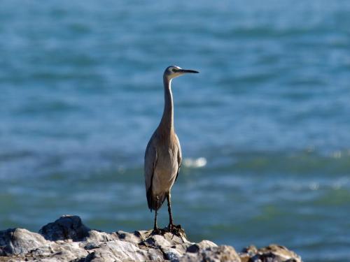 White-faced heron