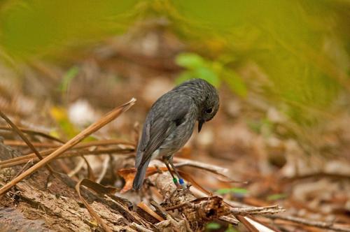 DSC 2444 Bushrobin