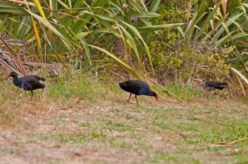 DSC 2498 Pukeko