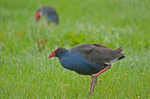 DSC 3827 Pukeko