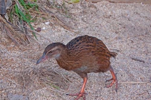 DSC 4366 Weka