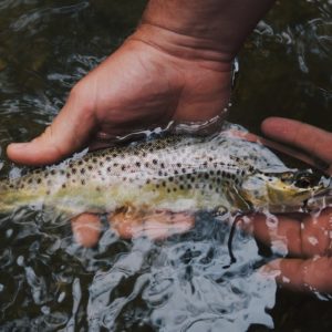 Hvordan tilberede fisk i naturen