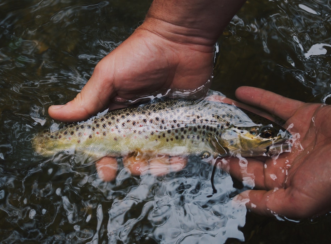 Hvordan tilberede fisk i naturen