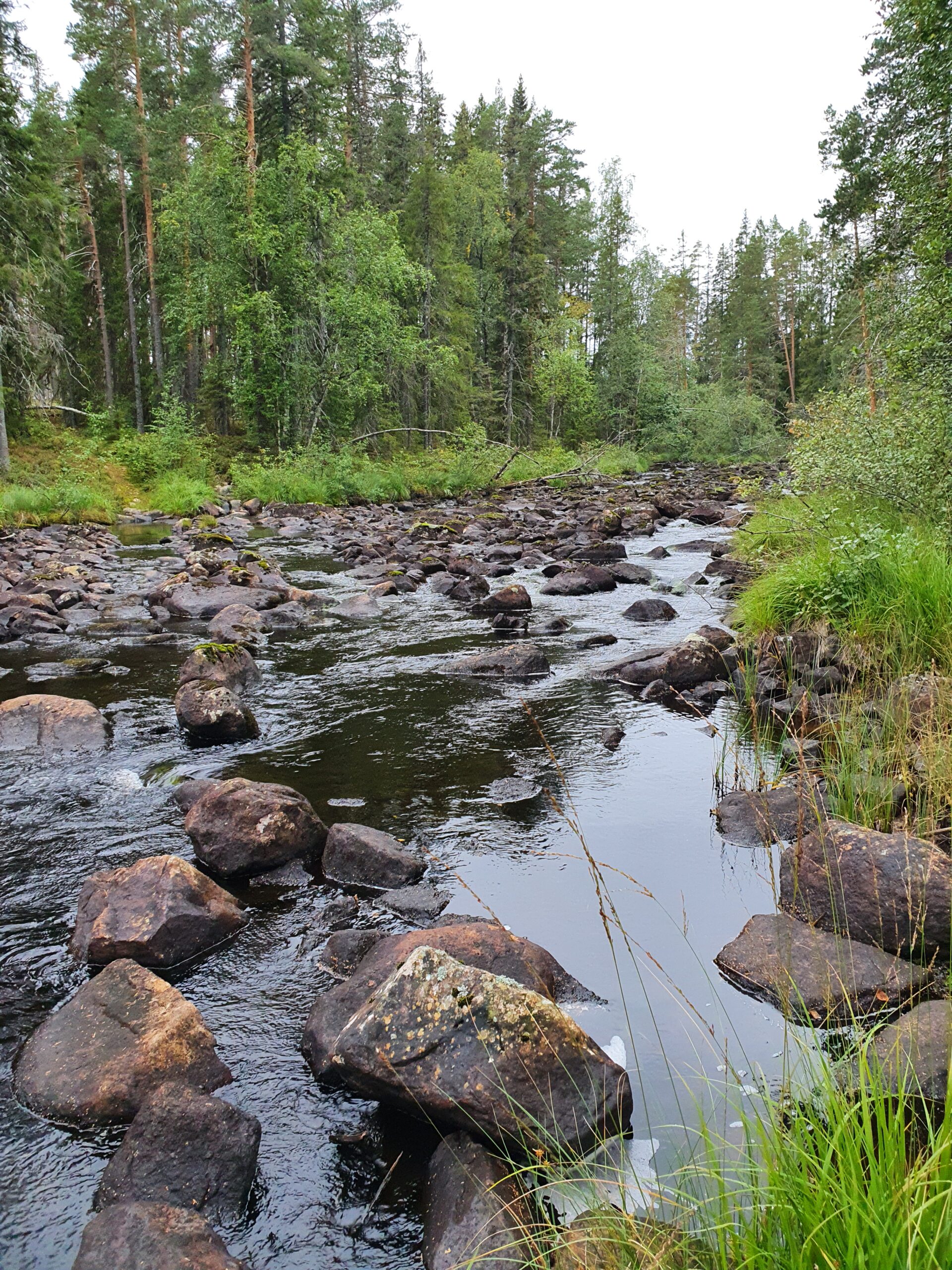 Ørretbekk Åsnes Finnskog. Lav vannstand