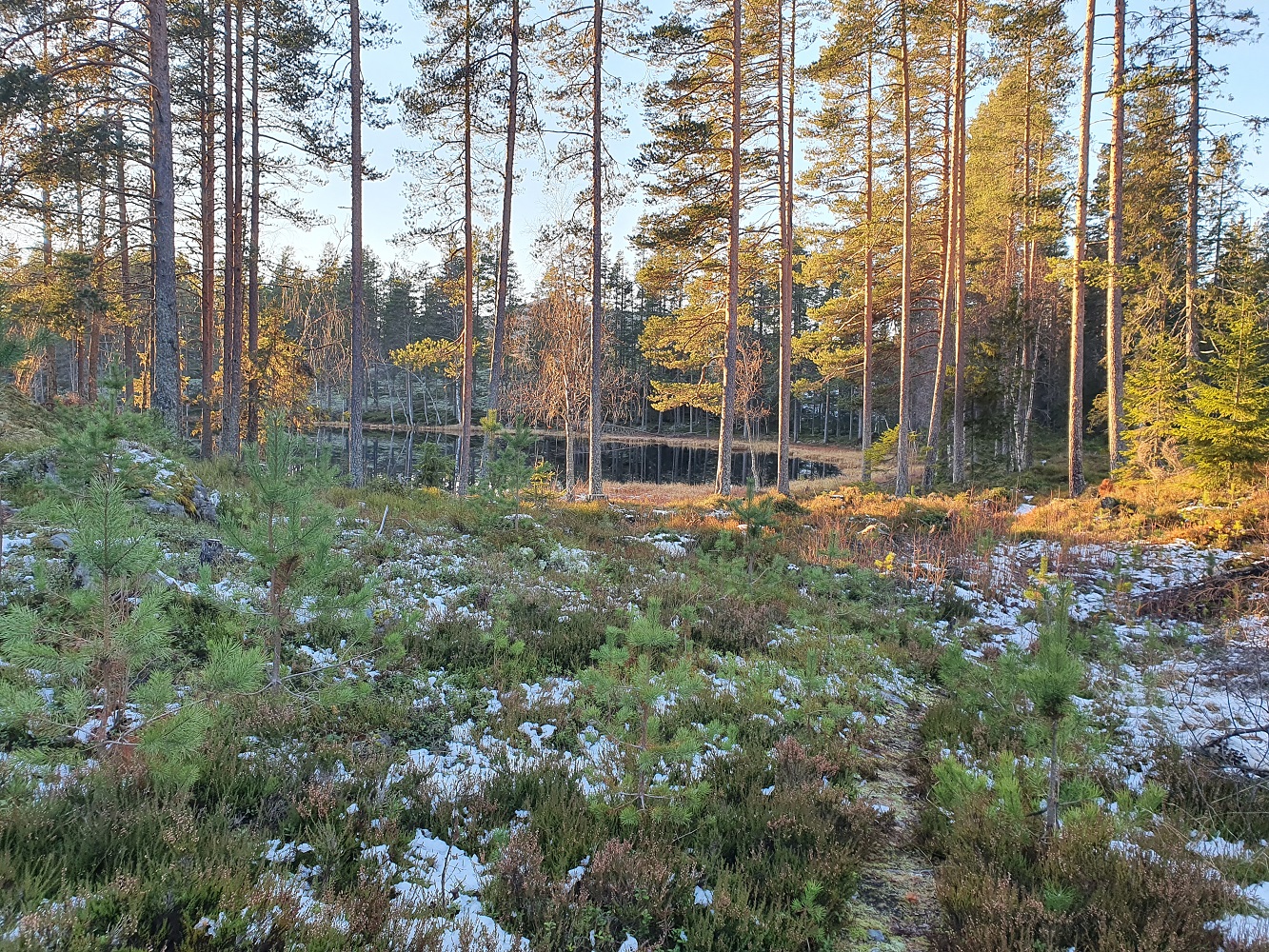 Spongtjønna ligger tett med stier imellom